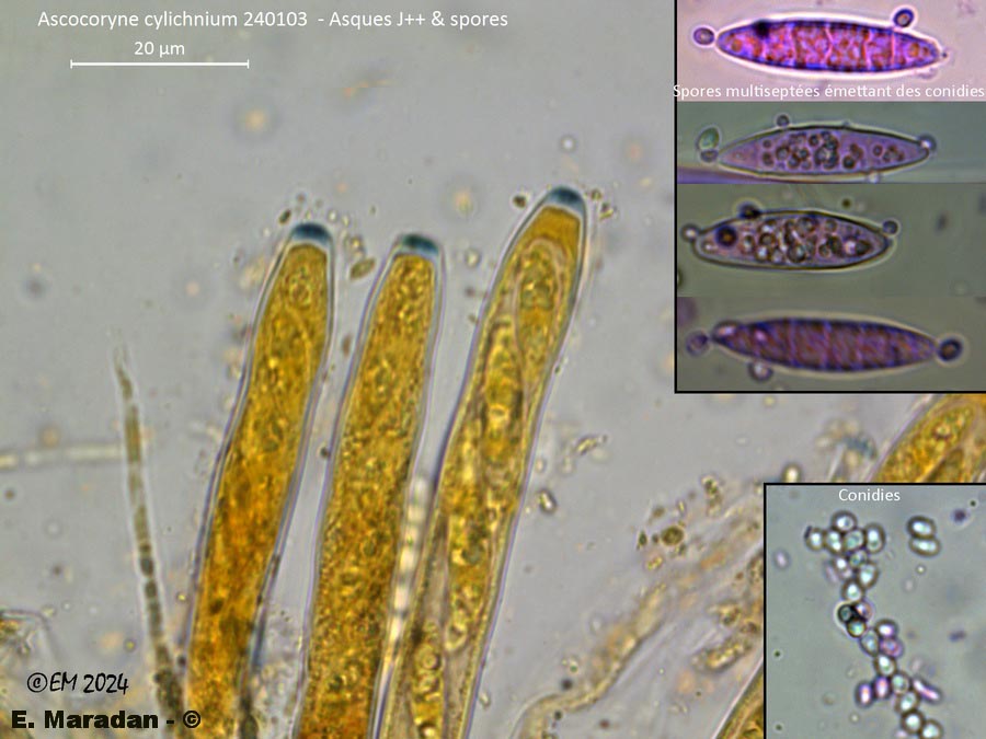 Ascocoryne cylichnium