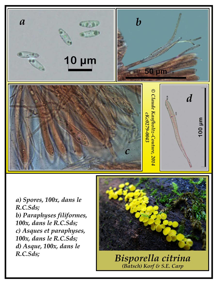 Bisporella citrina