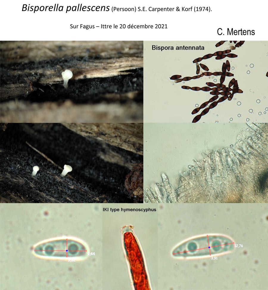 Bisporella pallescens