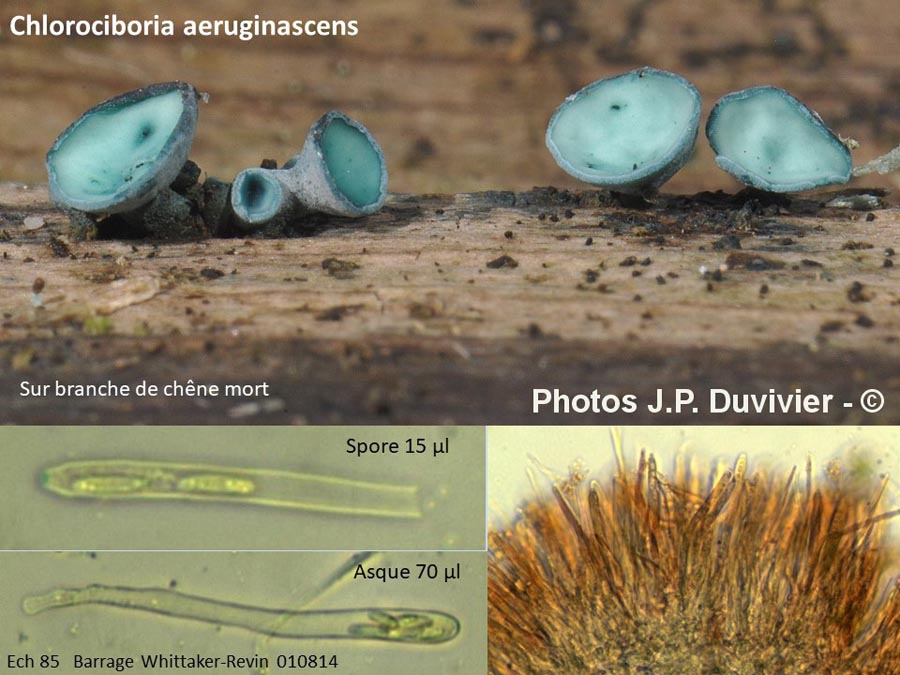 Chlorociboria aeruginascens