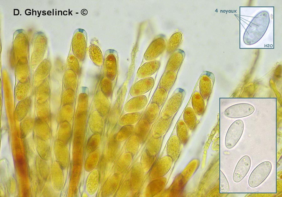 Dumontinia tuberosa