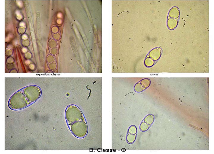 Geopora foliacea