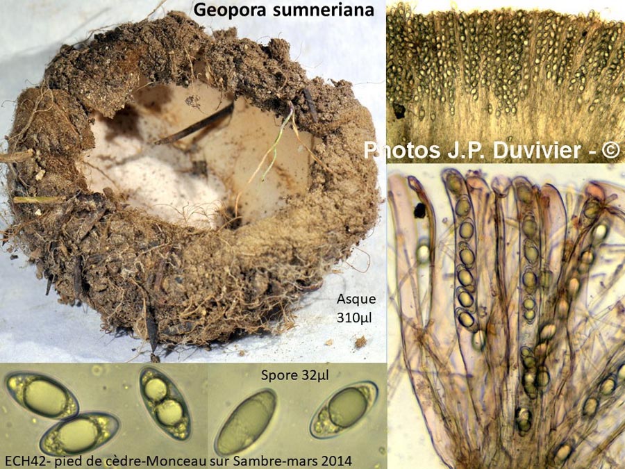 Geopora sumneriana