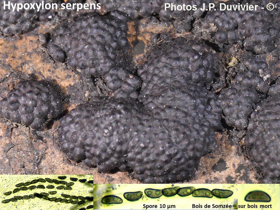 Hypoxylon serpens