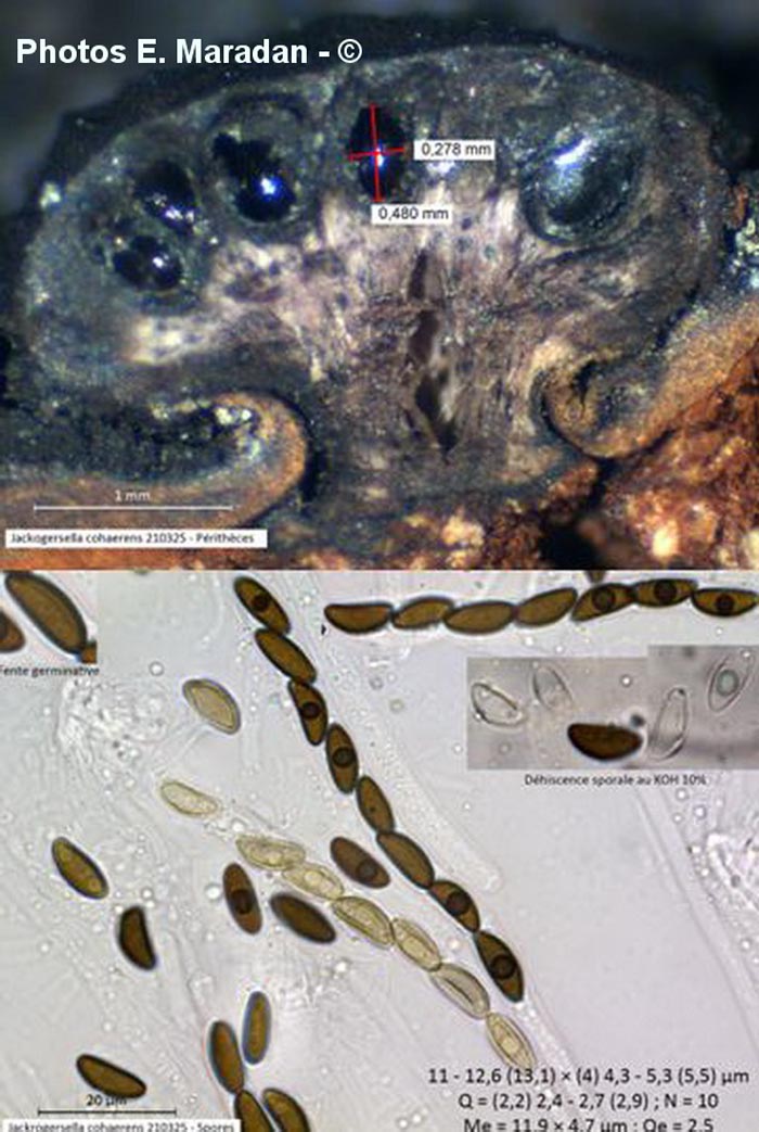 Hypoxylon cohaerens (Jackrogersella cohaerens)