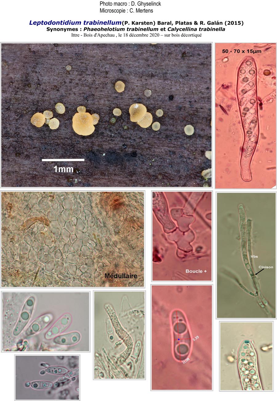 Leptodontidium trabinellum