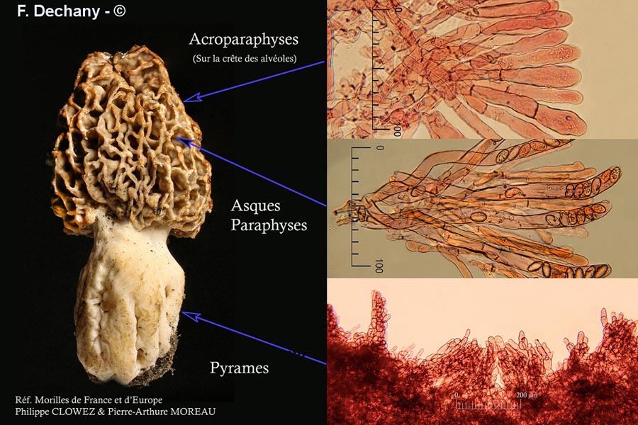 Morchella vulgaris