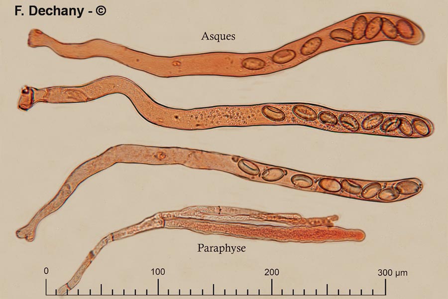 Morchella vulgaris