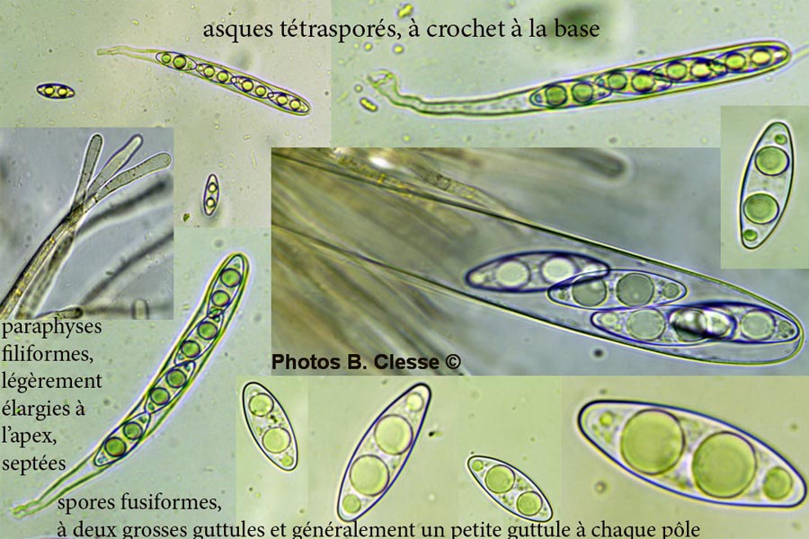 Octospora coccinea var. tetraspora