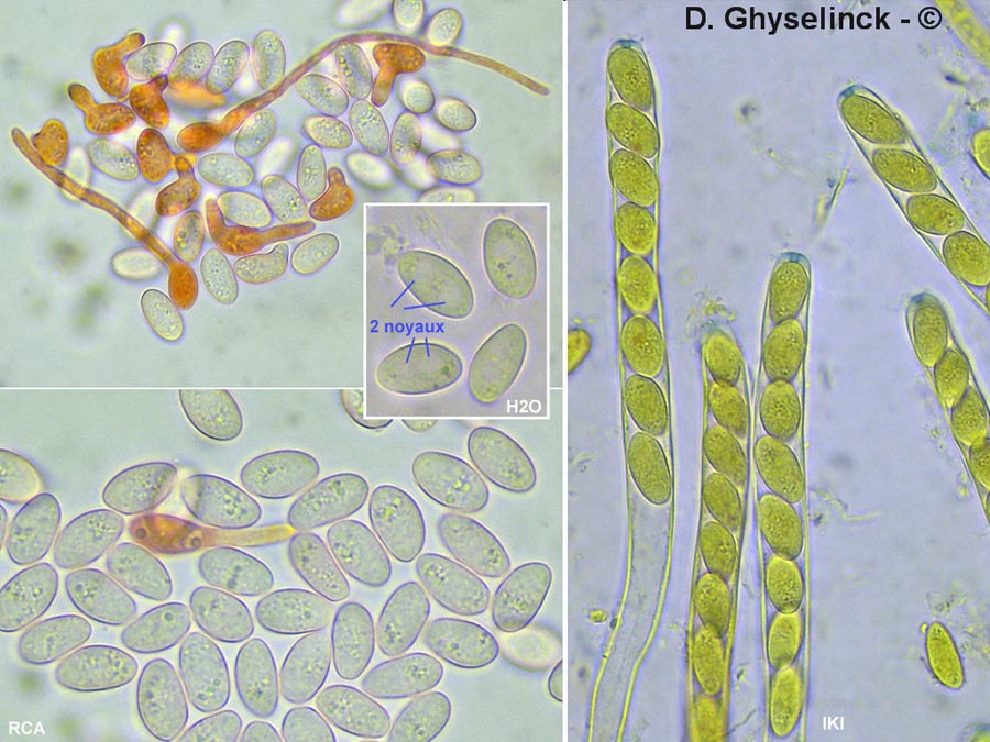 Sclerotinia ficariae