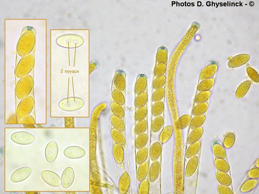 Sclerotinia sclerotiorum