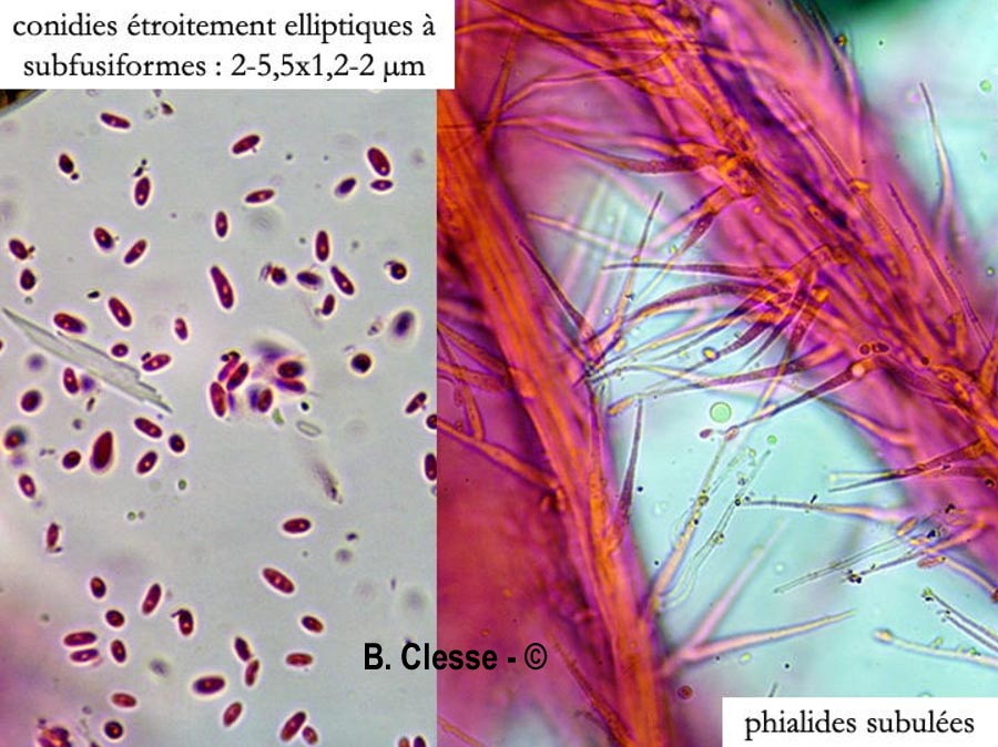 Tilachlidium brachiatum