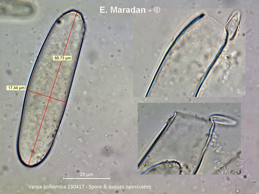 Verpa bohemica (Ptychoverpa bohemica)