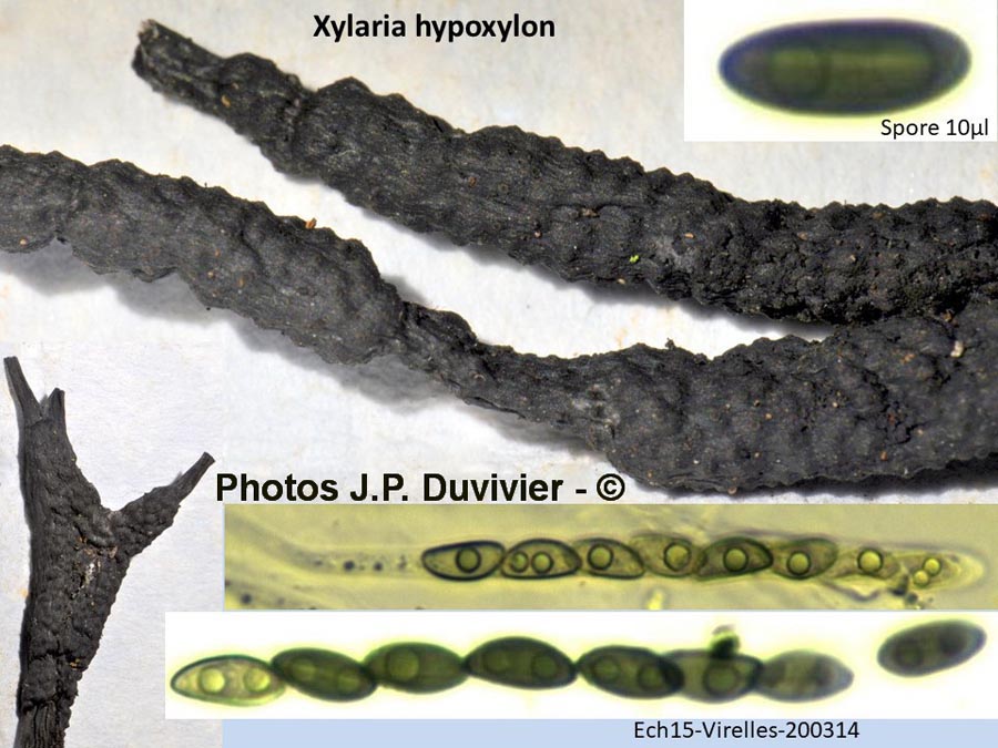 Xylaria hypoxylon