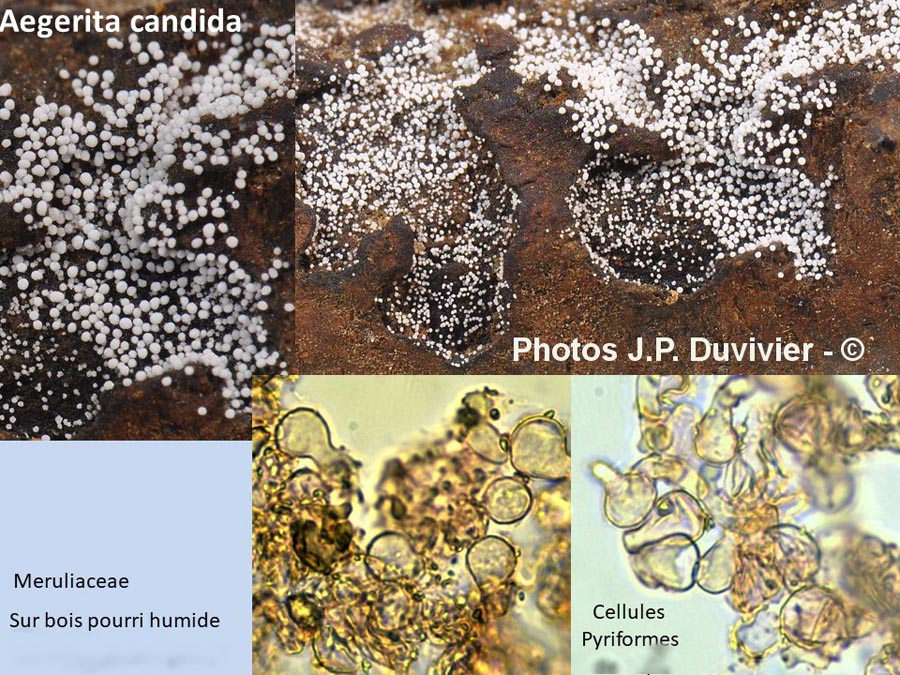 Bulbillomyces farinosus (Aegerita candida)