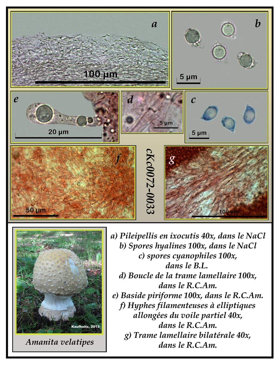 Amanita velatipes