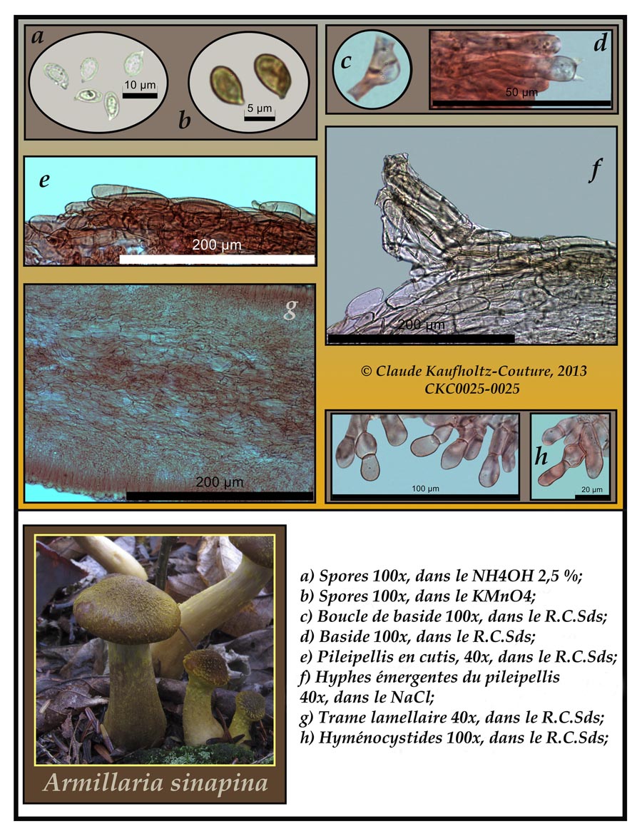 Armillaria sinapina