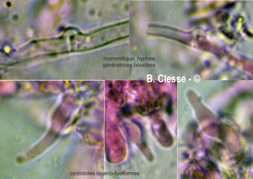 Athelopsis lembospora