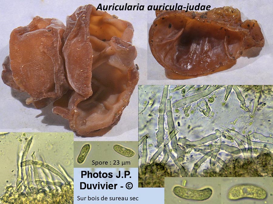 Auricularia auricula-judae