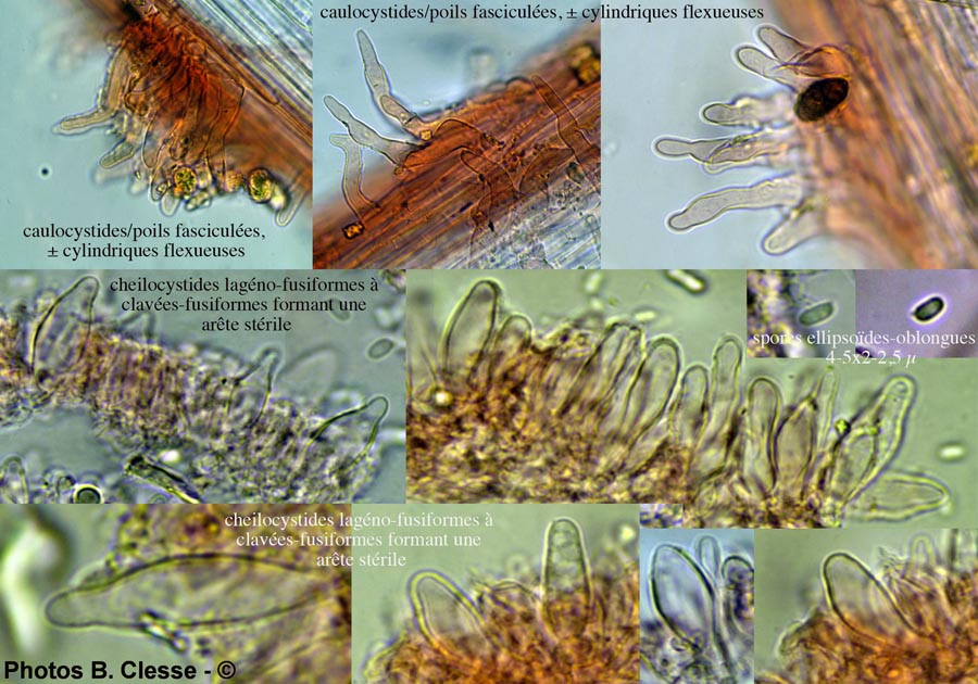 Baeospora myosura