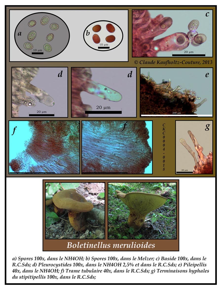 Boletinellus merulioides