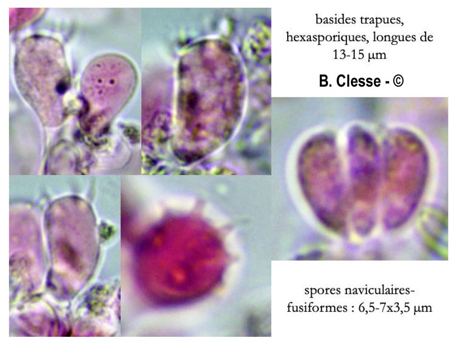 Botryobasidium candicans