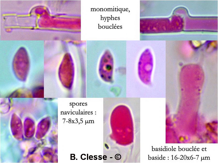 Botryobasidium subcoronatum