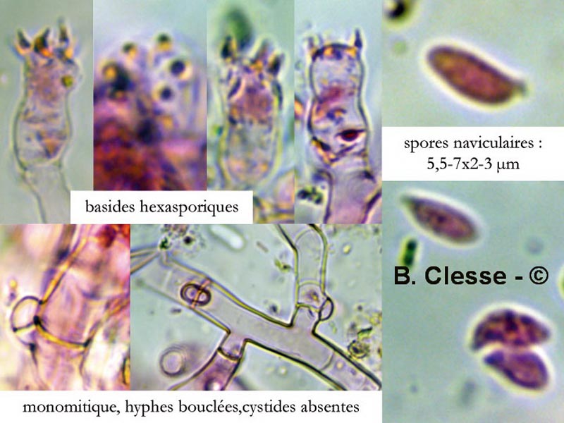 Botryobasidium subcoronatum