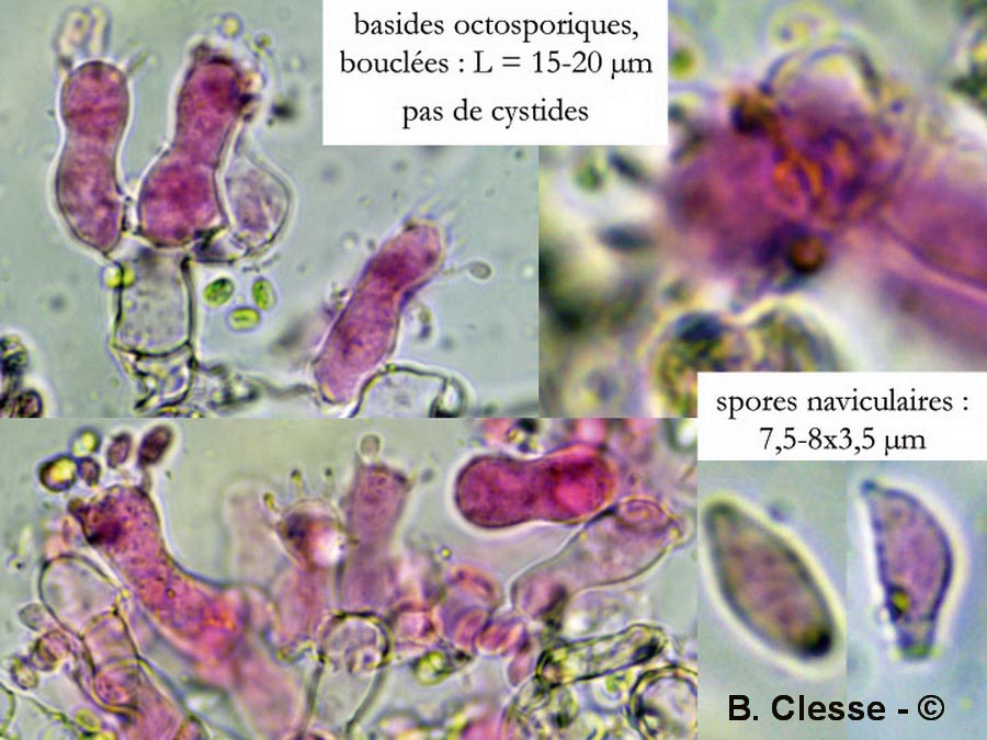 Botryobasidium subcoronatum