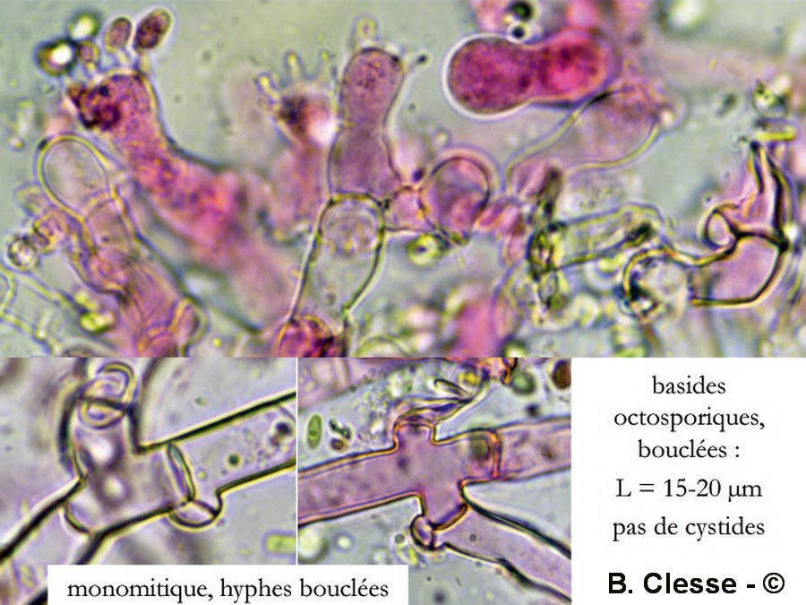 Botryobasidium subcoronatum