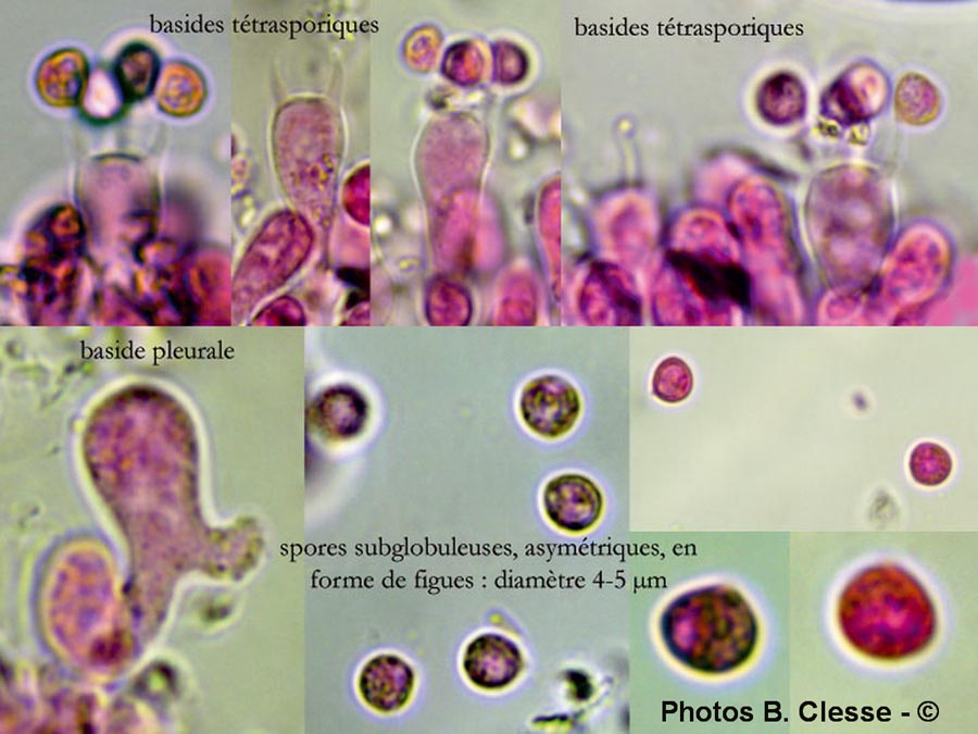 Brevicellicium olivascens