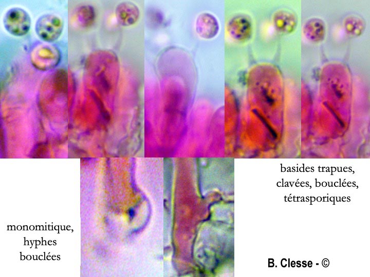Brevicellicium olivascens