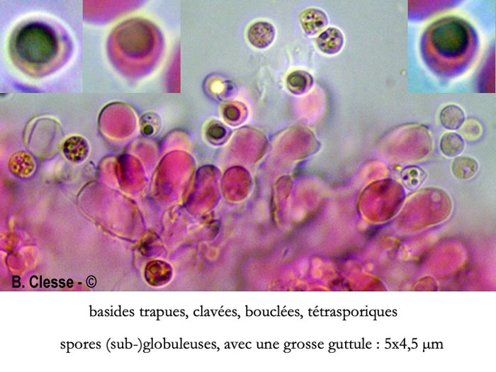 Brevicellicium olivascens