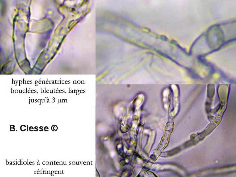 Byssocorticium atrovirens