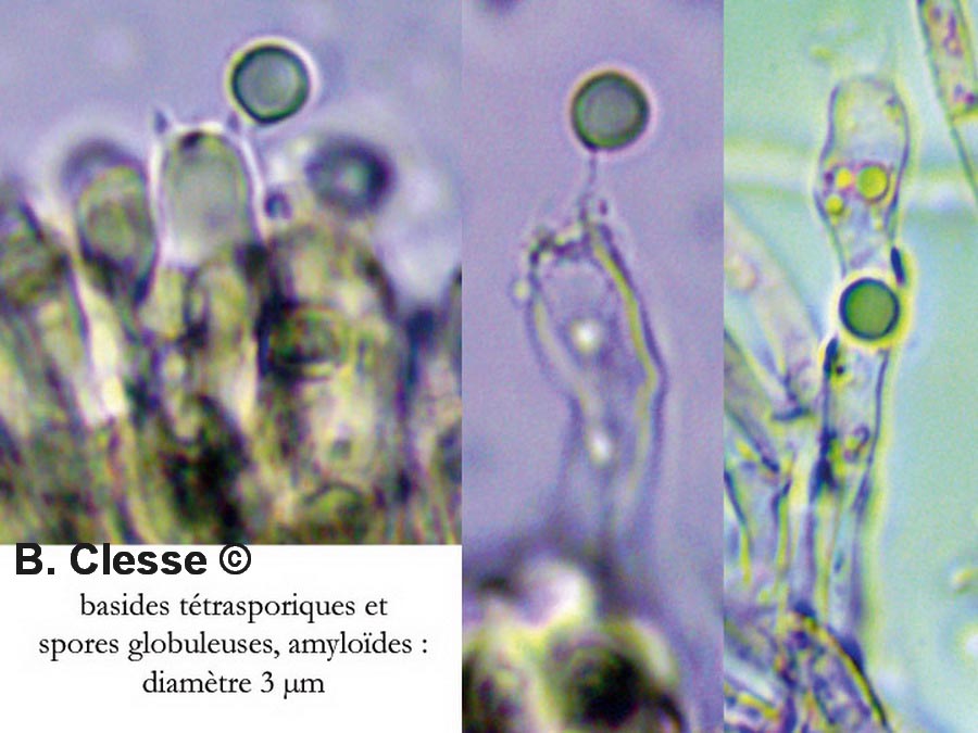 Byssocorticium atrovirens