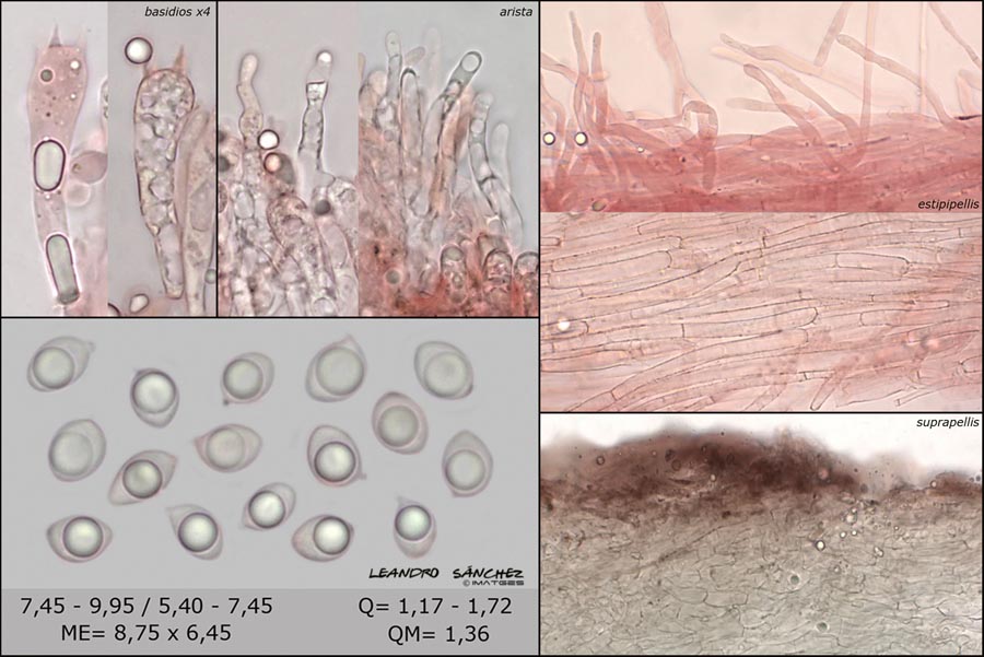 Callistosporium olivascens var. aerinum