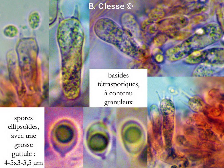 Callistosporium xanthophyllum