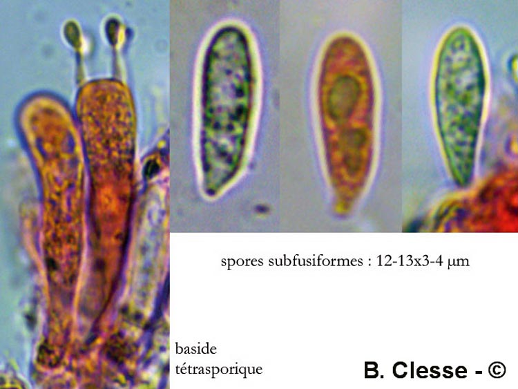 Cellypha goldbachii (Cyphella goldbachii)