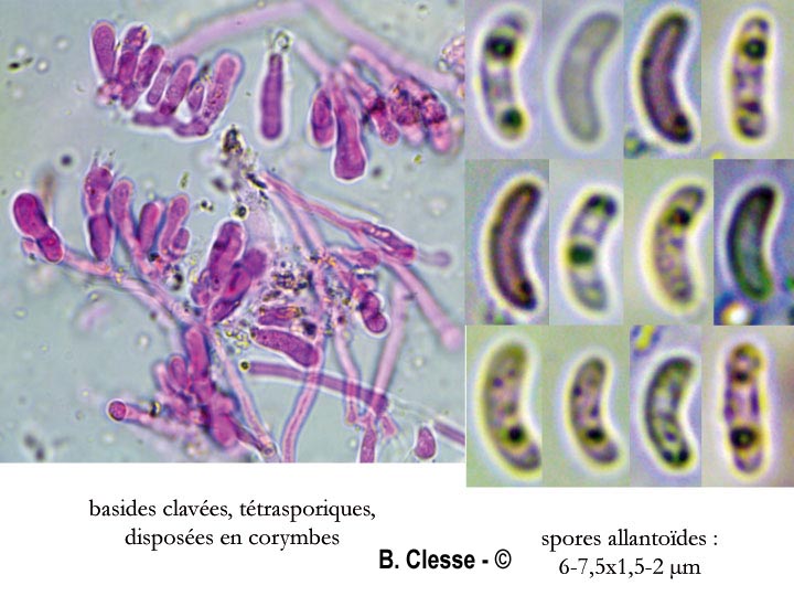 Ceriporia purpurea