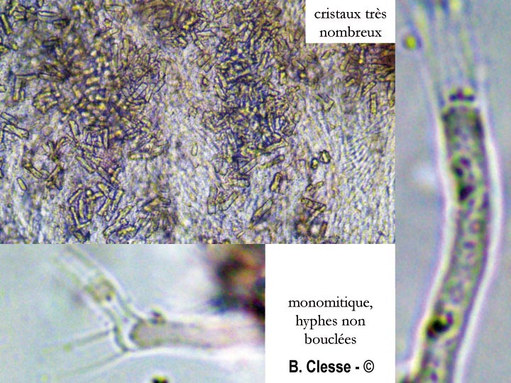 Ceriporia purpurea