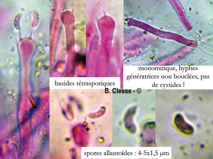 Ceriporia viridans