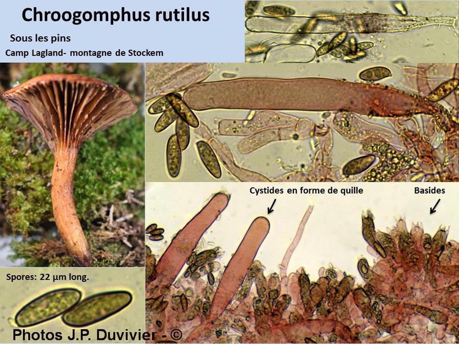 Chroogomphus rutilus