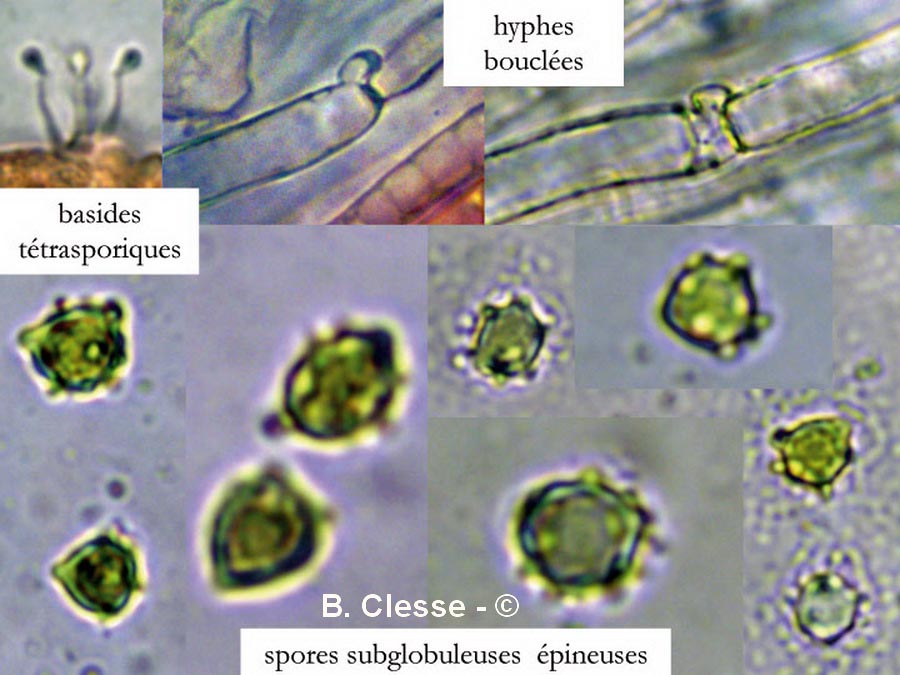 Clavulinopsis helvola