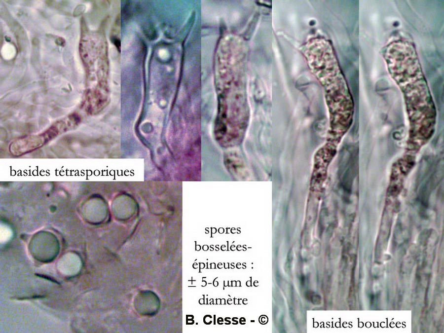 Clavulinopsis helvola