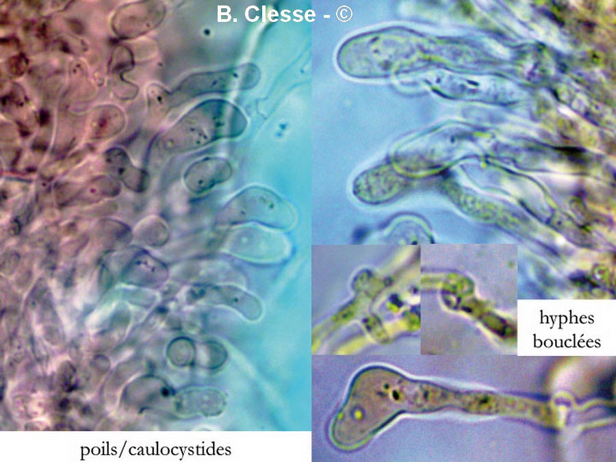 Clavulinopsis helvola