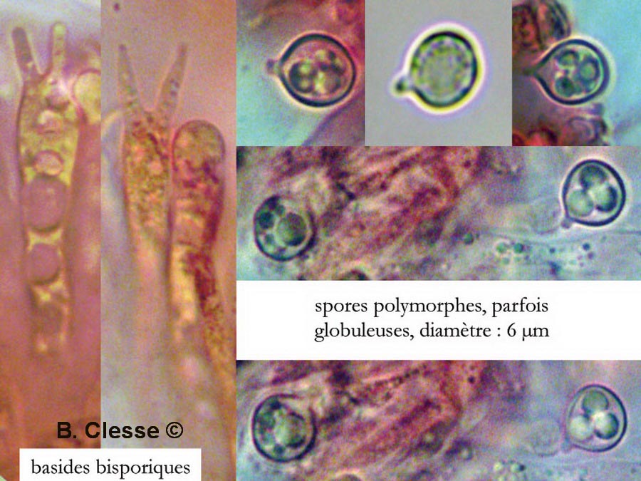 Clavulinopsis laeticolor