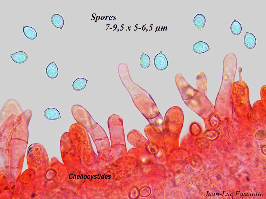 Clitopilopsis hirneola