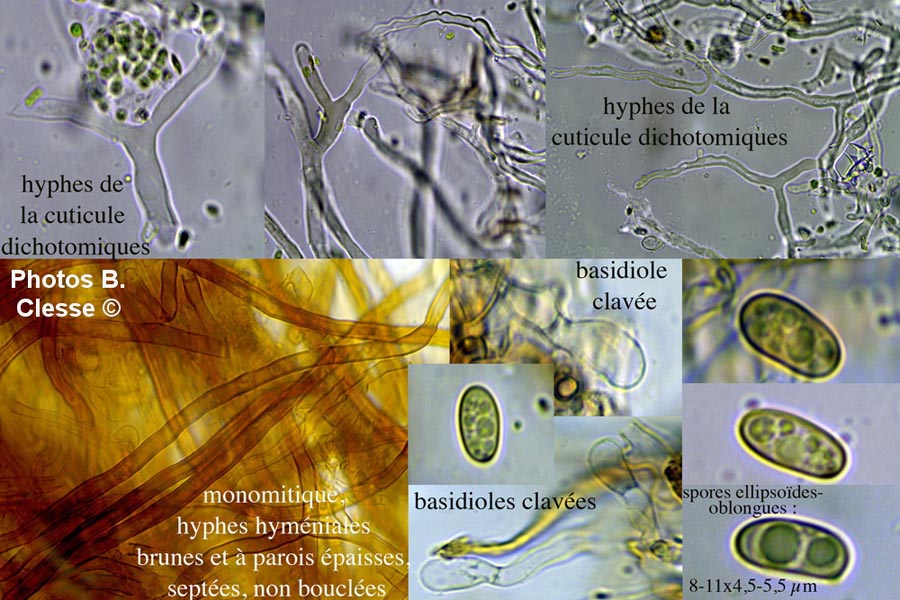 Coltricia focicola