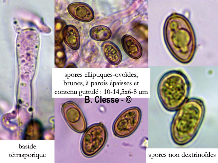 Coniophora puteana