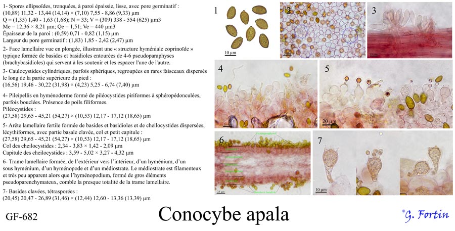 Conocybe apala